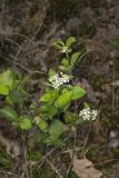 Sand Cherry, Prunus pumila