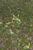 Sand Cherry, Prunus pumila