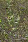 Sand Cherry, Prunus pumila