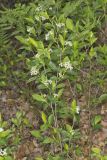 Sand Cherry, Prunus pumila
