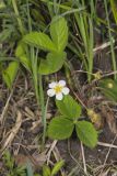 Wild Strawberry, Fragaria virginiana