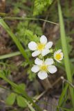 Wild Strawberry, Fragaria virginiana