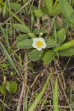 Wild Strawberry, Fragaria virginiana
