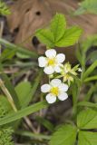 Wild Strawberry, Fragaria virginiana