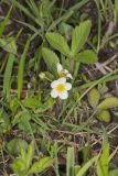 Wild Strawberry, Fragaria virginiana