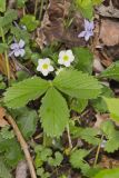 Wild Strawberry, Fragaria virginiana