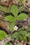 Wild Strawberry, Fragaria virginiana