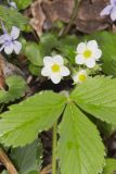 Wild Strawberry, Fragaria virginiana