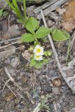 Wild Strawberry, Fragaria virginiana