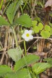 Wild Strawberry, Fragaria virginiana