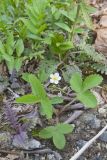 Wild Strawberry, Fragaria virginiana