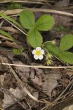 Virginia strawberry, Fragaria virginiana