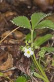 Wild Strawberry, Fragaria virginiana