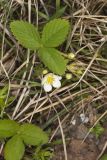 Virginia strawberry, Fragaria virginiana