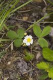 Virginia strawberry, Fragaria virginiana