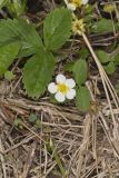Virginia strawberry, Fragaria virginiana