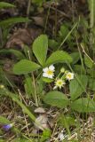 Virginia strawberry, Fragaria virginiana