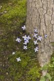 Azure Bluets, Hedyotis caerulea