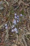 Azure Bluets, Hedyotis caerulea