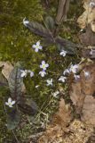 Azure Bluets, Hedyotis caerulea