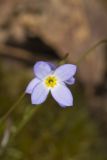Azure Bluets, Hedyotis caerulea