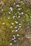 Azure Bluets, Hedyotis caerulea