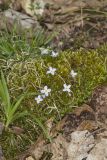 Azure Bluets, Hedyotis caerulea