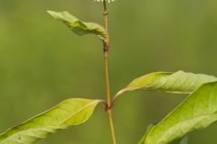 Buttonbush