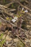 Canadian Summer Bluet, Houstonia canadensis
