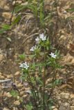 Canadian Summer Bluet, Houstonia canadensis
