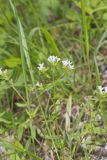 Canadian Summer Bluet, Houstonia canadensis