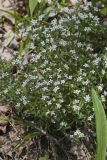 Canadian Summer Bluet, Houstonia canadensis