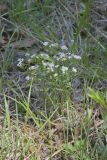 Canadian Summer Bluet, Houstonia canadensis