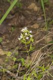 Canadian Summer Bluet, Houstonia canadensis