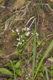 Canadian Summer Bluet, Houstonia canadensis