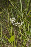Canadian Summer Bluet, Houstonia canadensis