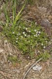 Canadian Summer Bluet, Houstonia canadensis