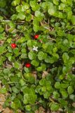 Partridgeberry, Mitchella repens