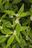 Smooth False Buttonweed, Spermacoce glabra