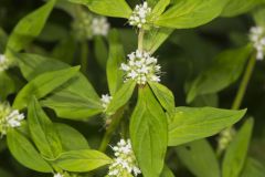 Smooth False Buttonweed
