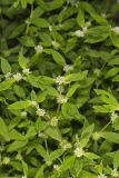 Smooth False Buttonweed, Spermacoce glabra