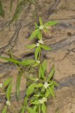 Smooth False Buttonweed, Spermacoce glabra