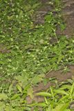 Smooth False Buttonweed, Spermacoce glabra