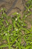 Smooth False Buttonweed, Spermacoce glabra