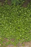 Smooth False Buttonweed, Spermacoce glabra