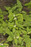 Smooth False Buttonweed, Spermacoce glabra