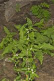 Smooth False Buttonweed, Spermacoce glabra