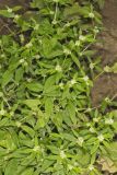 Smooth False Buttonweed, Spermacoce glabra