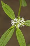 Smooth False Buttonweed, Spermacoce glabra