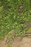 Smooth False Buttonweed, Spermacoce glabra